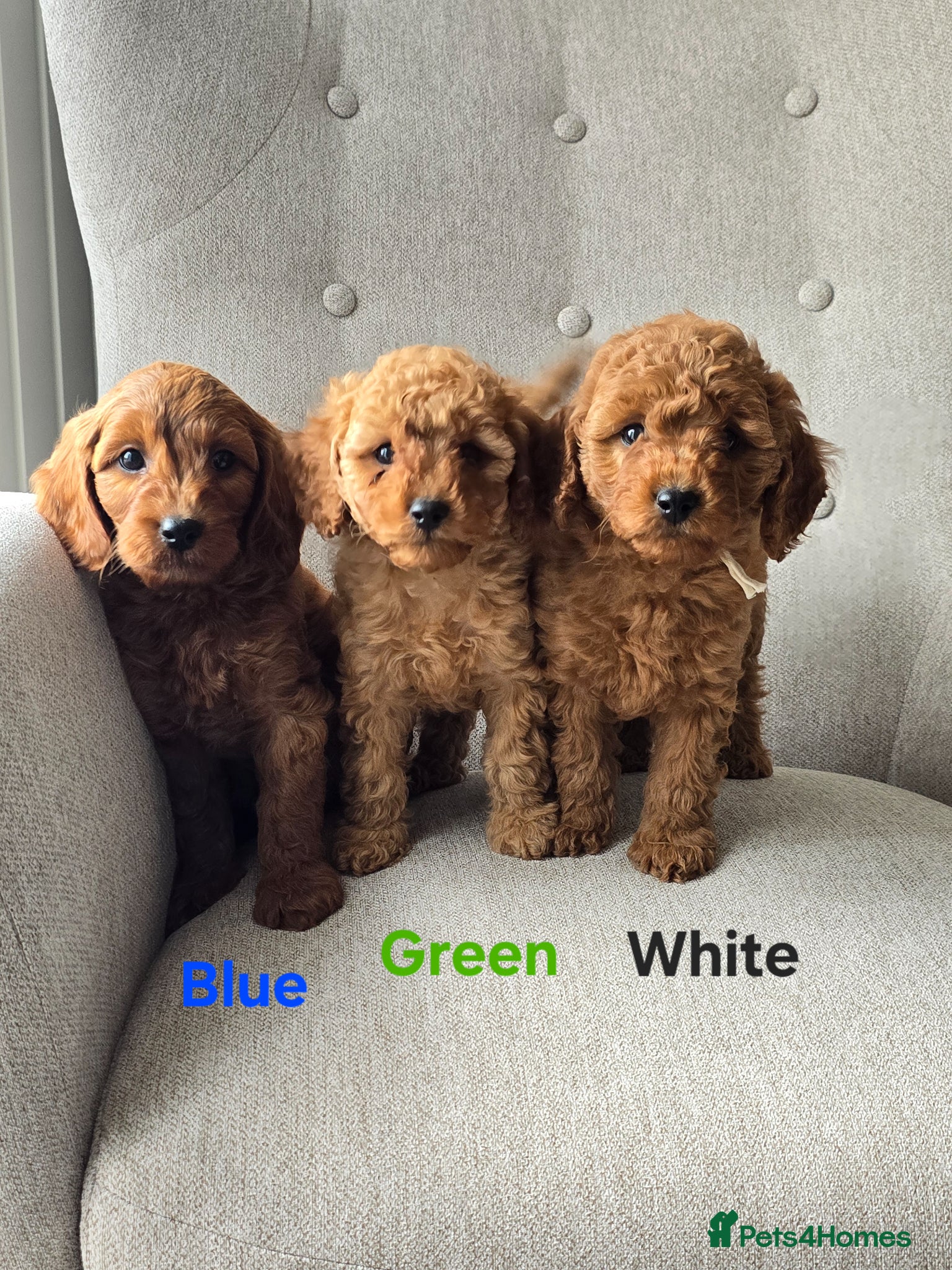 Cavapoo dogs ❤️Cavapoo F1b❤️ DNA tested  - Advert 1