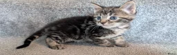 Maine Coon cats for sale: Beautiful Maine Coon/Bengal kittens in Wellingborough - Advert 14
