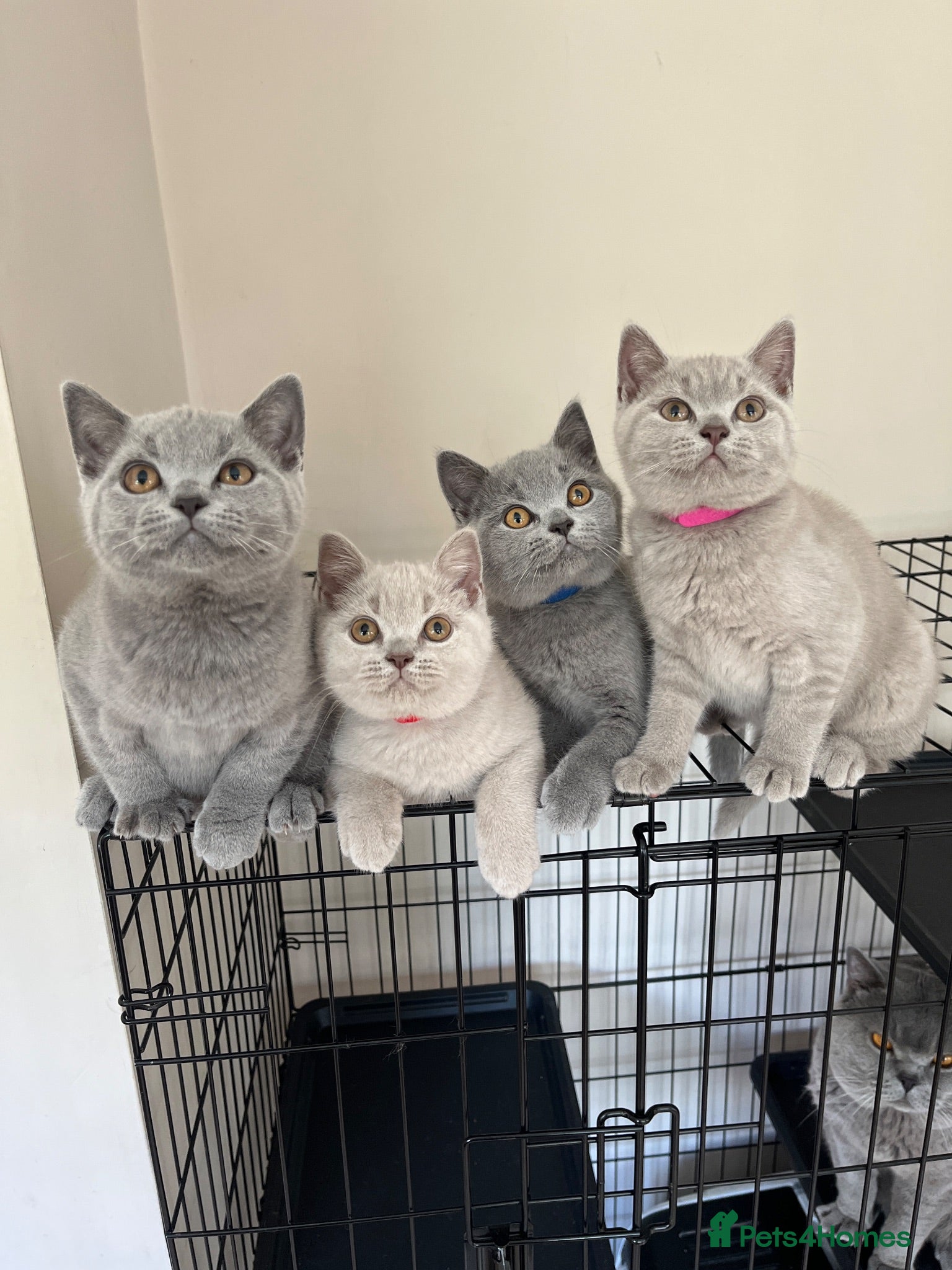 British Shorthair cats 2 x Lilac & Blue BSH’s GCCF available NOW 🩵💜 - Advert 2