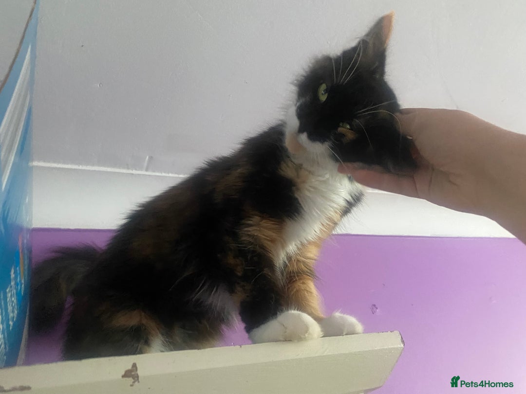 Maine Coon cats for sale:  Vet check. Full Vaccinated. Microchiped kittens in Sudbury - Image 36
