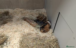 Tan rabbits for sale: Beautiful baby GUINEA PIGS - Image 13