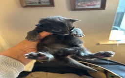 Maine Coon cats for sale: Stunning XL Pure bred Main Coon kittens for sale  - Image 15