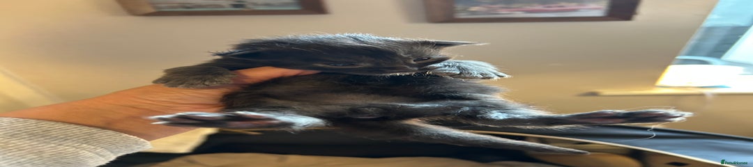Black smoke M Kitten 8