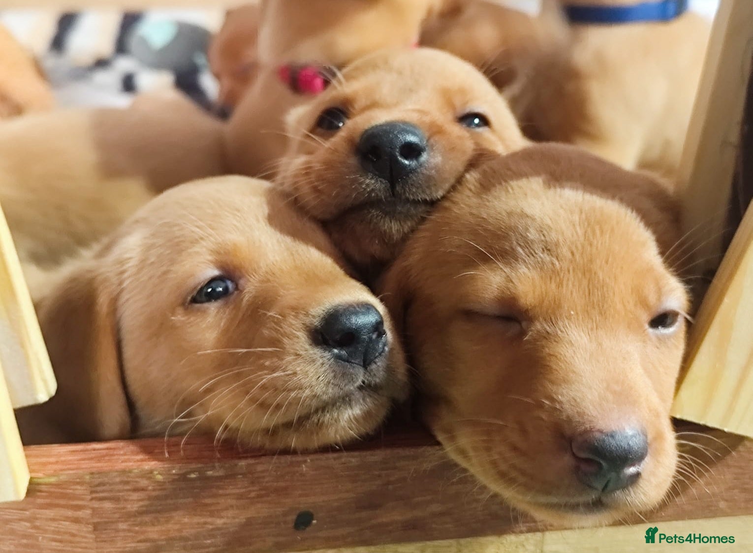 Labrador Retriever dogs KC FoxRed LabradorRetriver Puppies WorkingLines - Advert 17