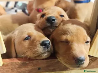 Labrador Retriever dogs KC FoxRed LabradorRetriver Puppies WorkingLines - Advert 17