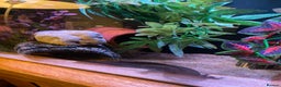 Axolotl reptiles for sale: Pair of breeding axolotls  - Advert 2