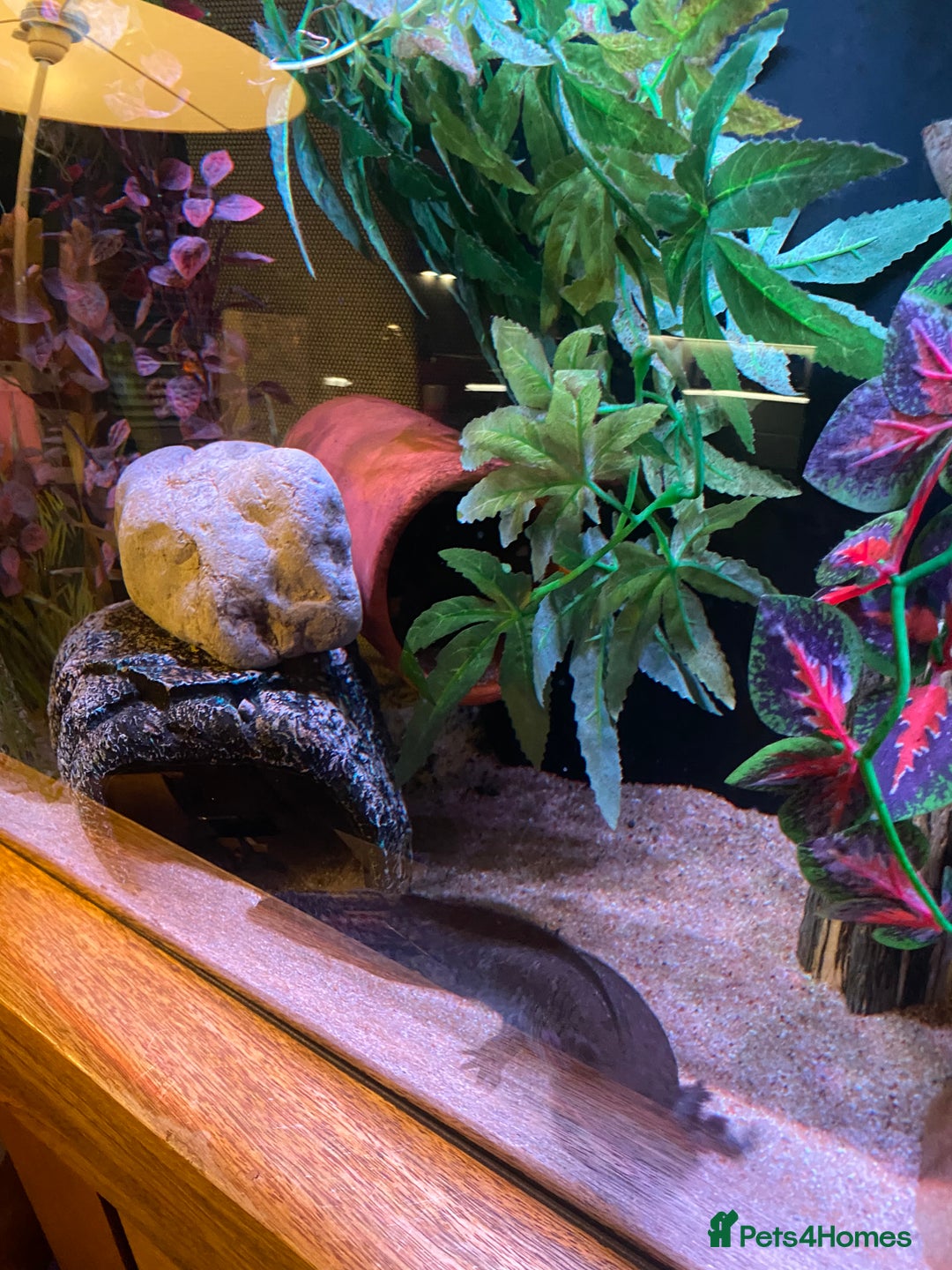 Axolotl reptiles for sale: Pair of breeding axolotls  - Advert 2