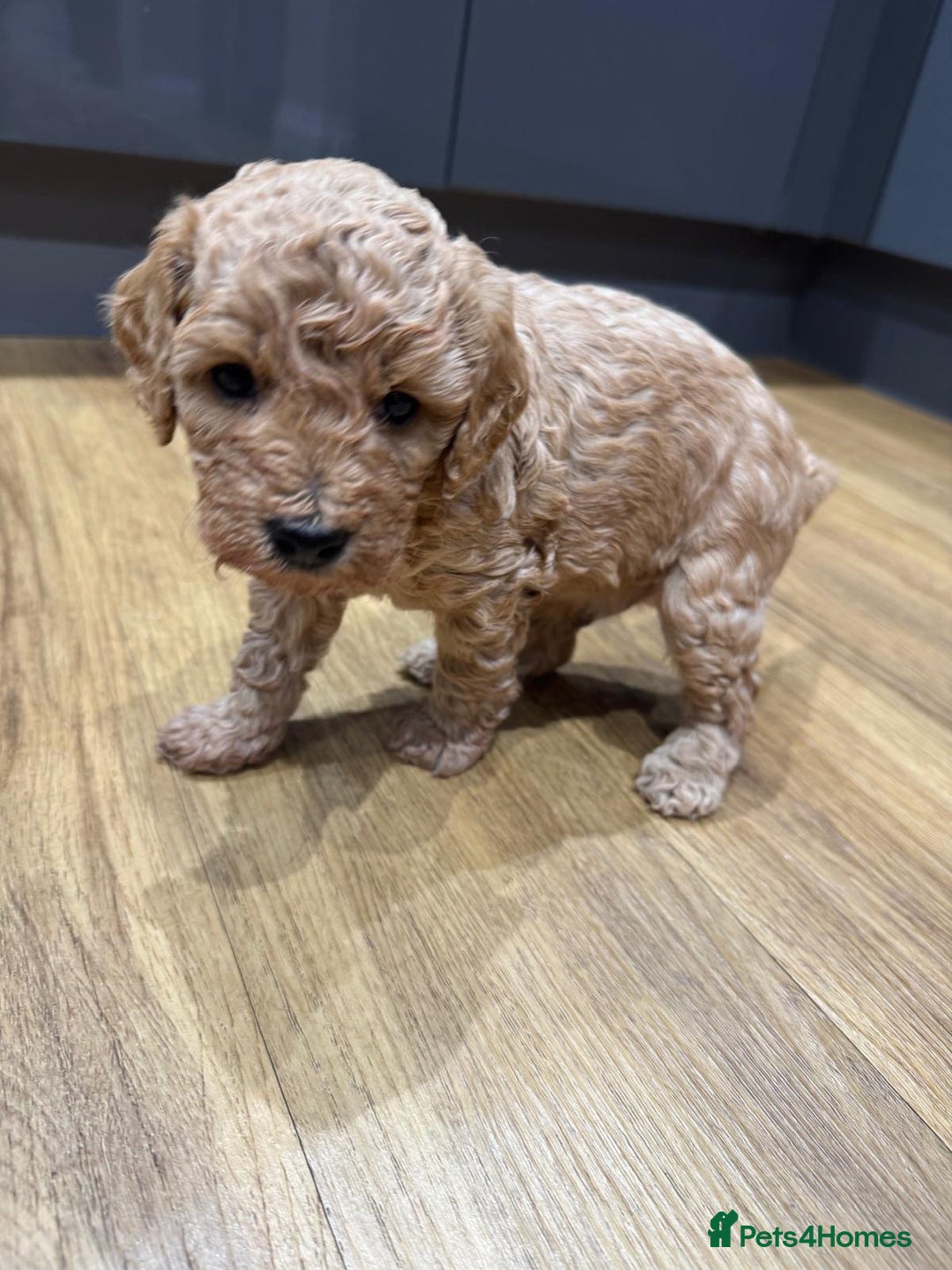 Cavapoo dogs for sale: Two Gorgeous light red Cavapoo Boys  - Advert 10