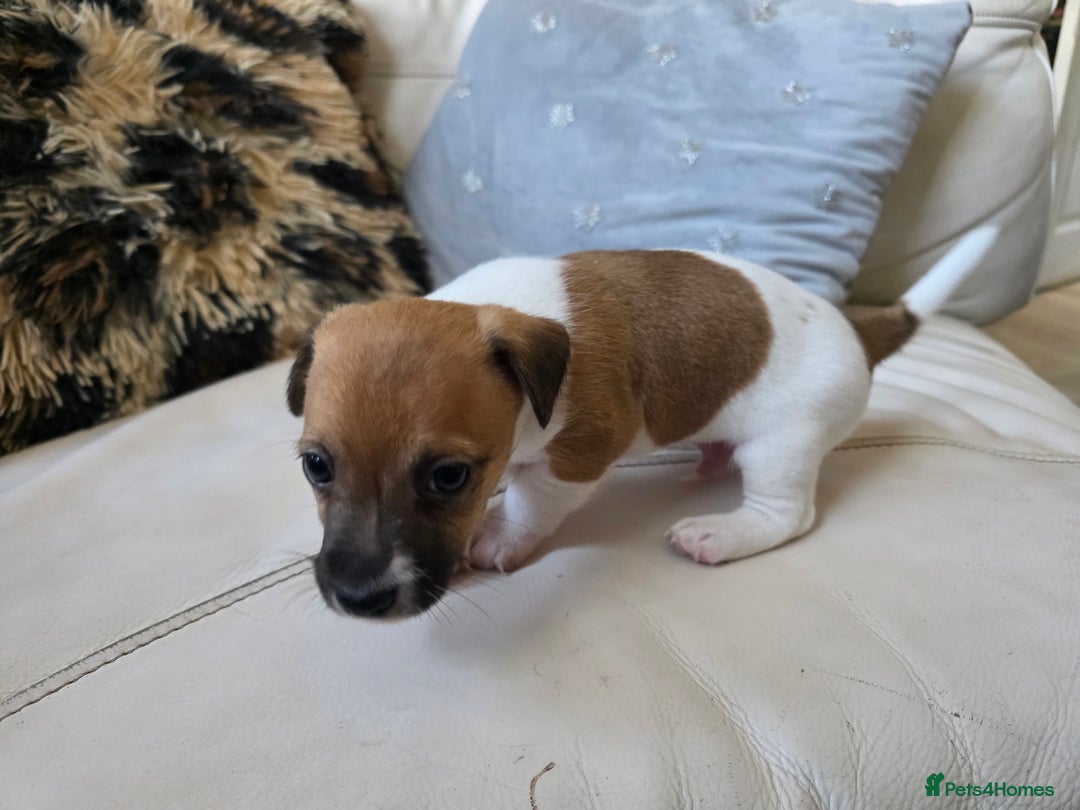 Jack Russell dogs for sale: 4 Beautiful Jack Russell puppies for sale - Image 13