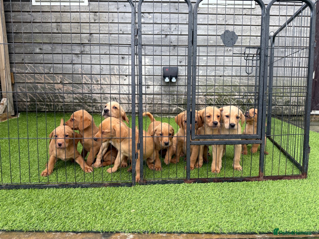Labrador Retriever dogs for sale: Stunning kc registerd fox Red / Golders labradors  - Image 26