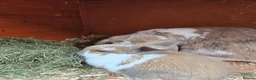 Mini Lop rabbits for sale: Mother & Bunnie for sale together  - Advert 15
