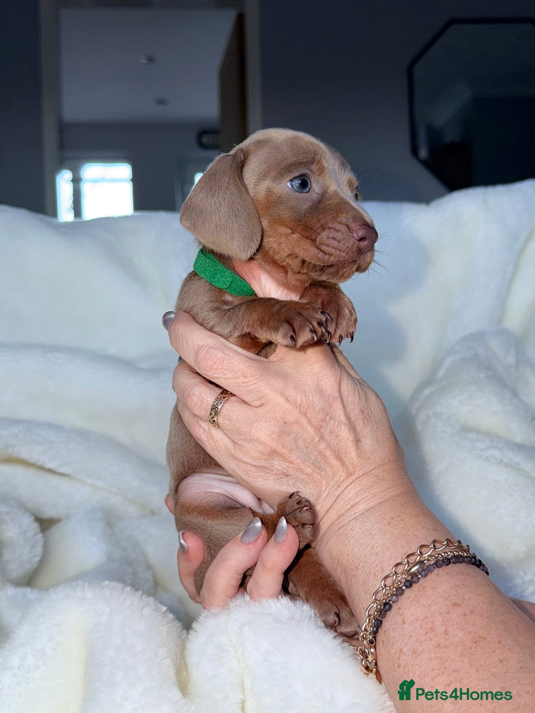 Miniature Dachshund dogs for sale: Miniature Dachshunds for Sale - Advert 3