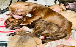 American Bull Staffy dogs for sale: Beautiful American bulldog x staff puppies   - Image 17