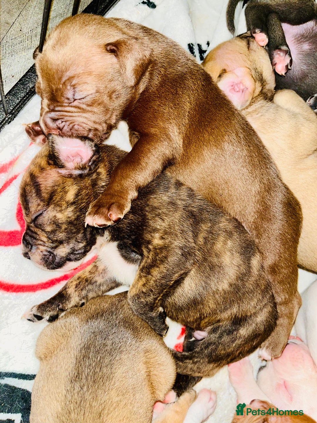 American Bull Staffy dogs for sale: Beautiful American bulldog x staff puppies   - Image 17