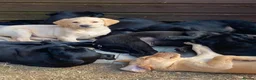 Labrador Retriever dogs for sale: FTCh Gunnerspeg Gambler × Greenbriar Tanzanite - Advert 9
