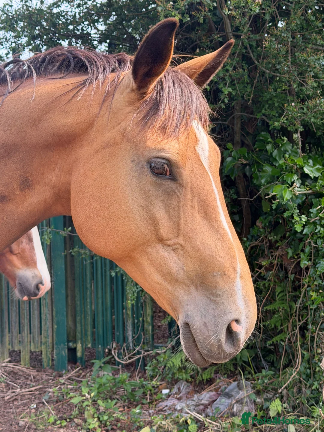 British Warmblood horses for sale: Ideal project / summer fun / blank canvas  - Advert 5