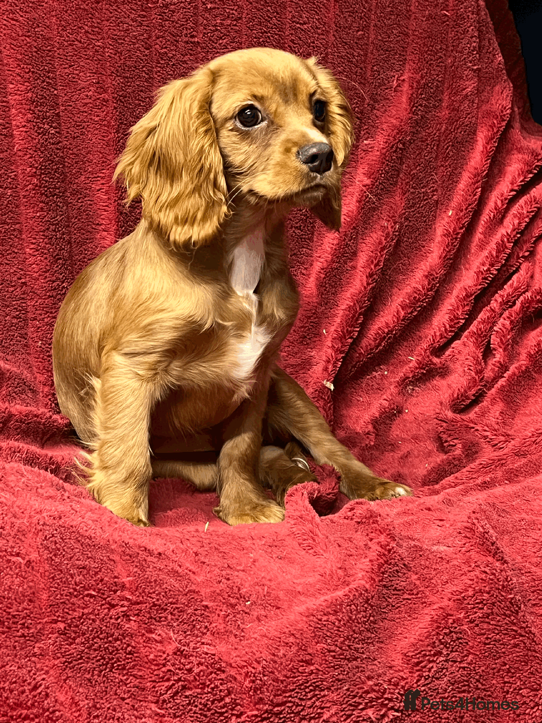 Cavachon dogs for sale: Playful boys ready to go  - Image 6
