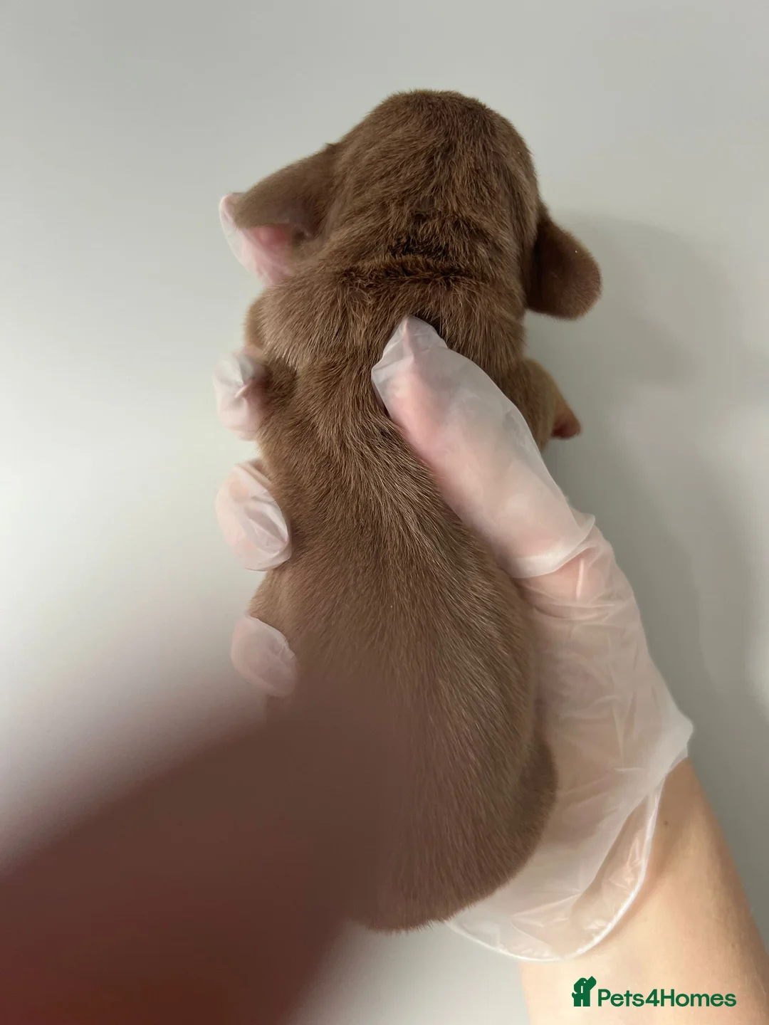 Miniature Dachshund dogs for sale: Beautiful KC Registered Minature Dachshunds  in Portsmouth - Advert 17