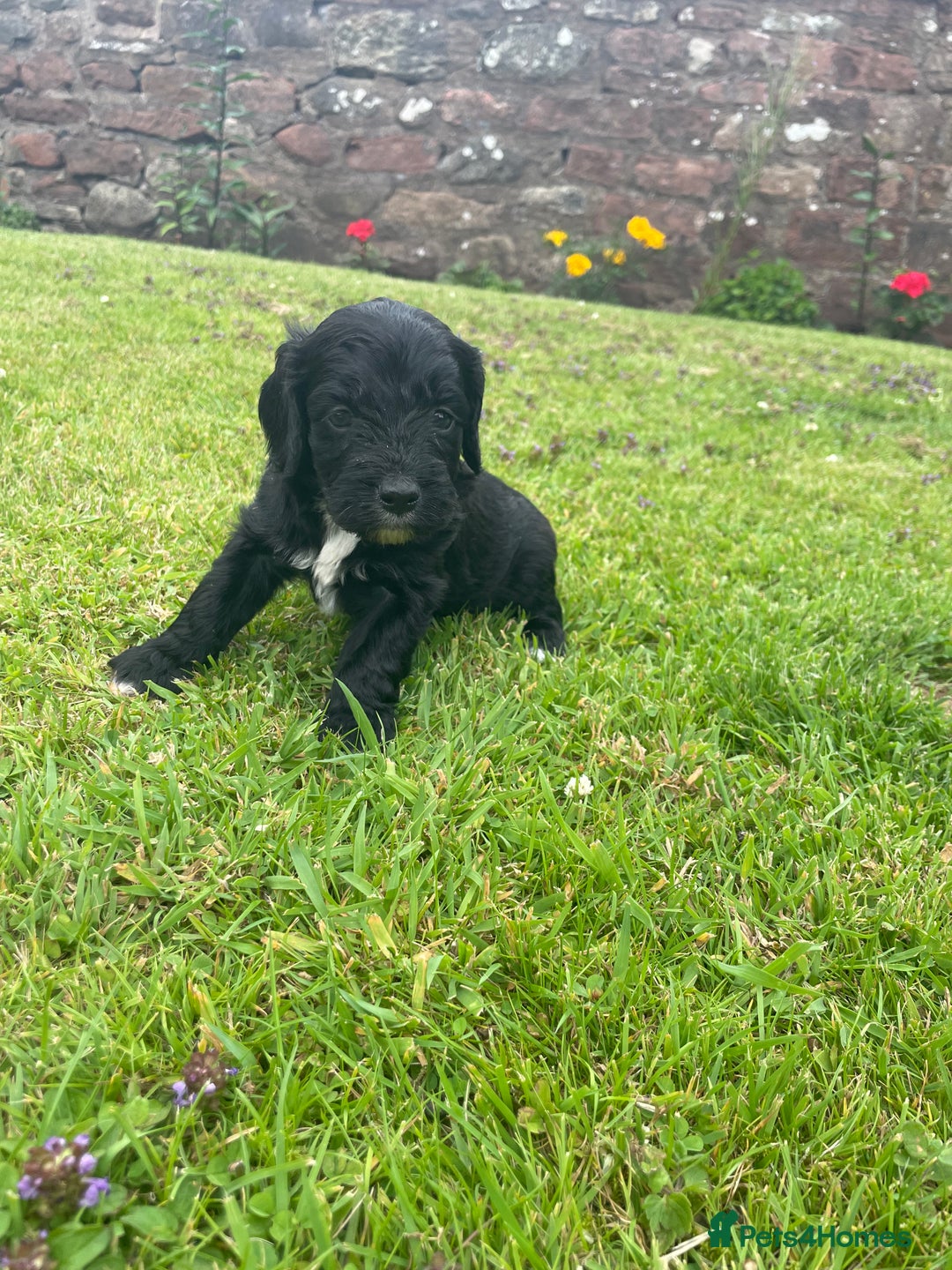 Cockapoo dogs for sale: Miniature Cockapoos  - Image 18