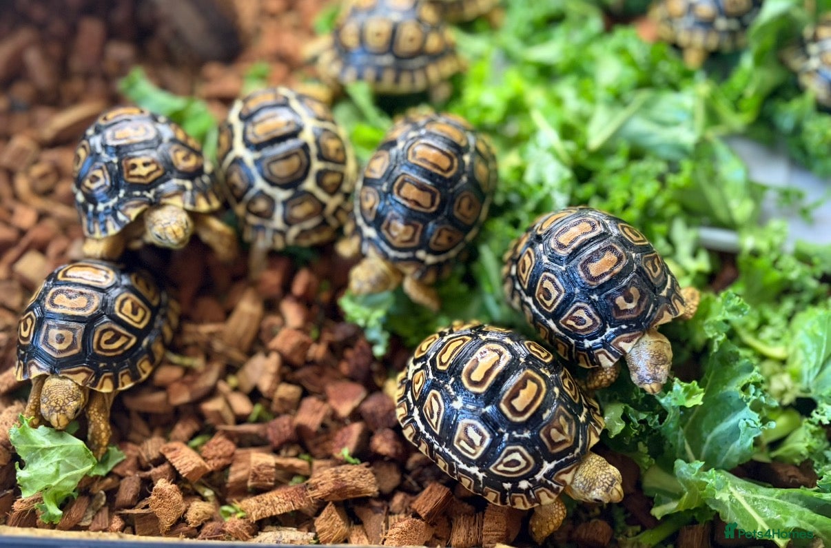 Tortoise reptiles for sale: Leopard Tortoise - Gorgeous Hatchlings  - Advert 4