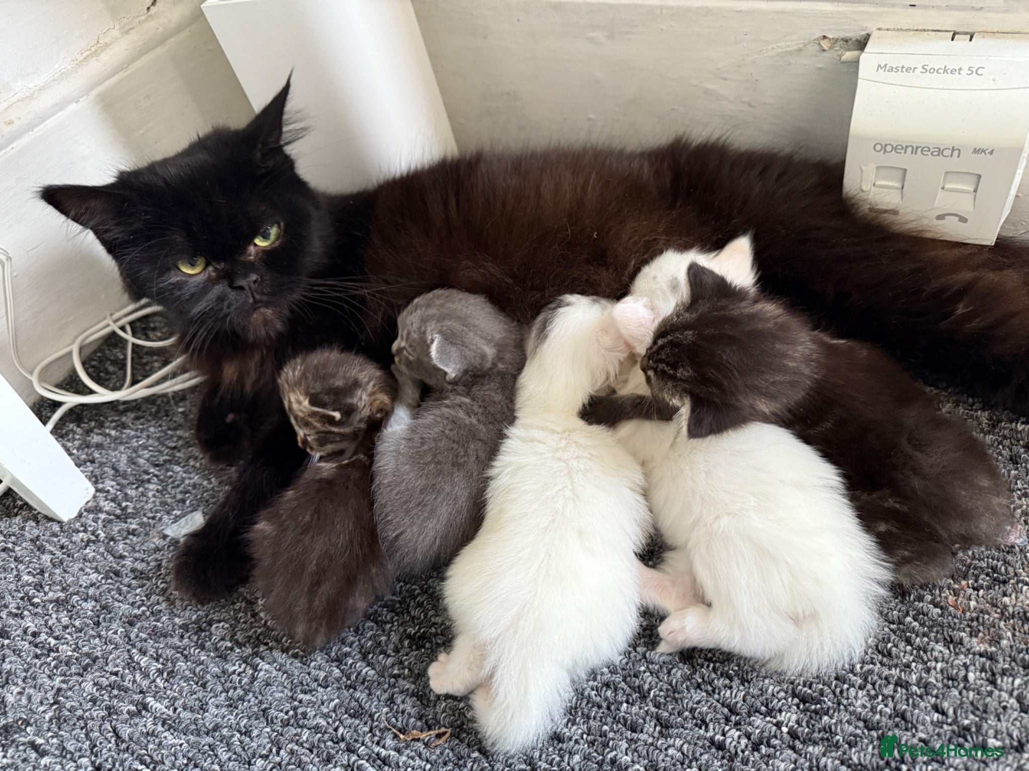 Persian cats Persian Black Mix  - Advert 1