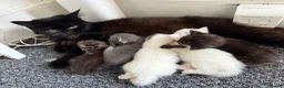 Persian cats for sale: Persian Black Mix  - Advert 1