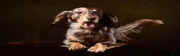 Miniature Dachshund dogs for sale: KC Reg Long Haired Miniature Dachshund Puppies - Advert 6