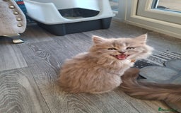 British Longhair cats for sale: 5 x beautiful BLH kittens for sale - Advert 5