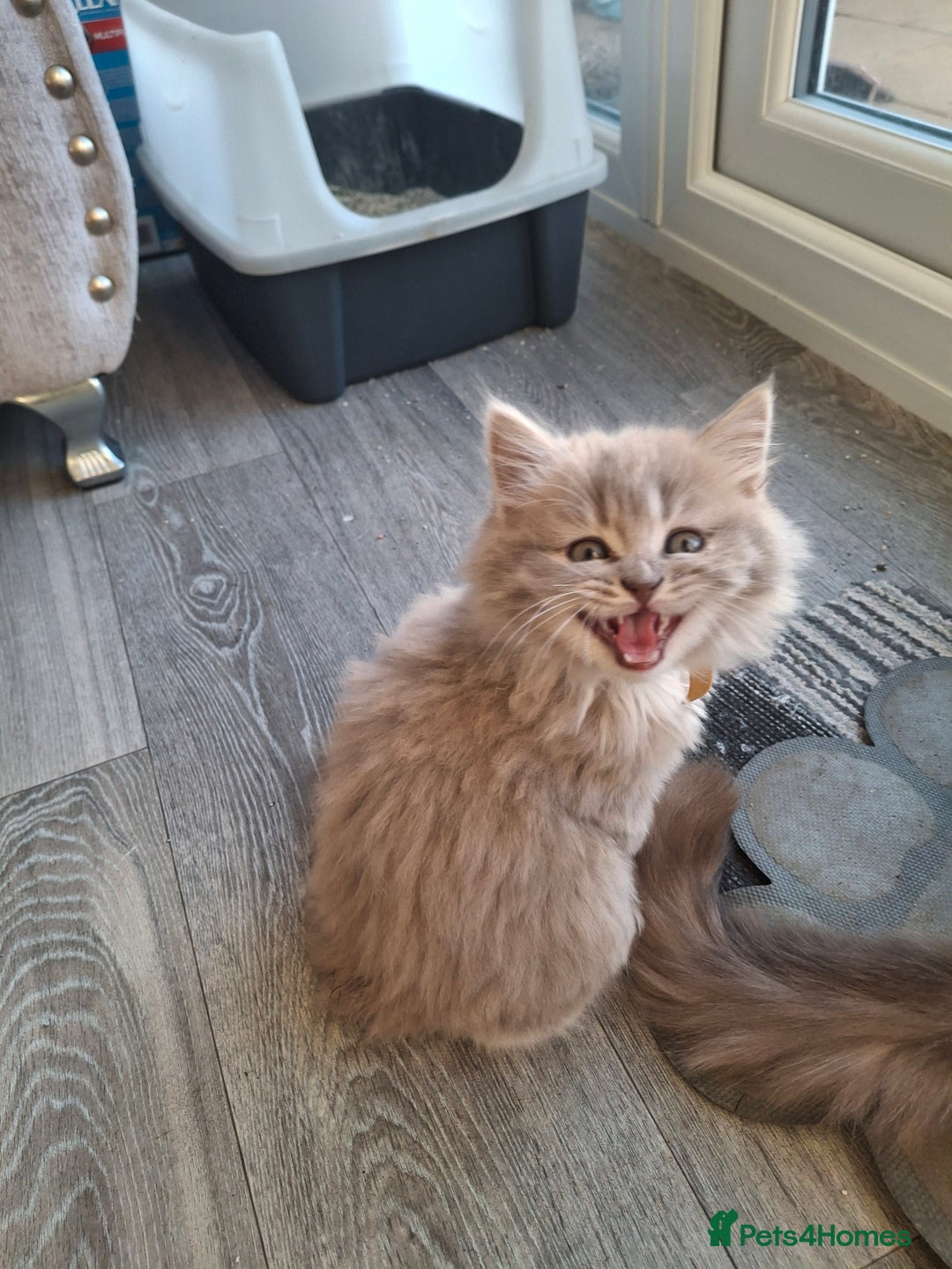 British Longhair cats for sale: 5 x beautiful BLH kittens for sale - Advert 5