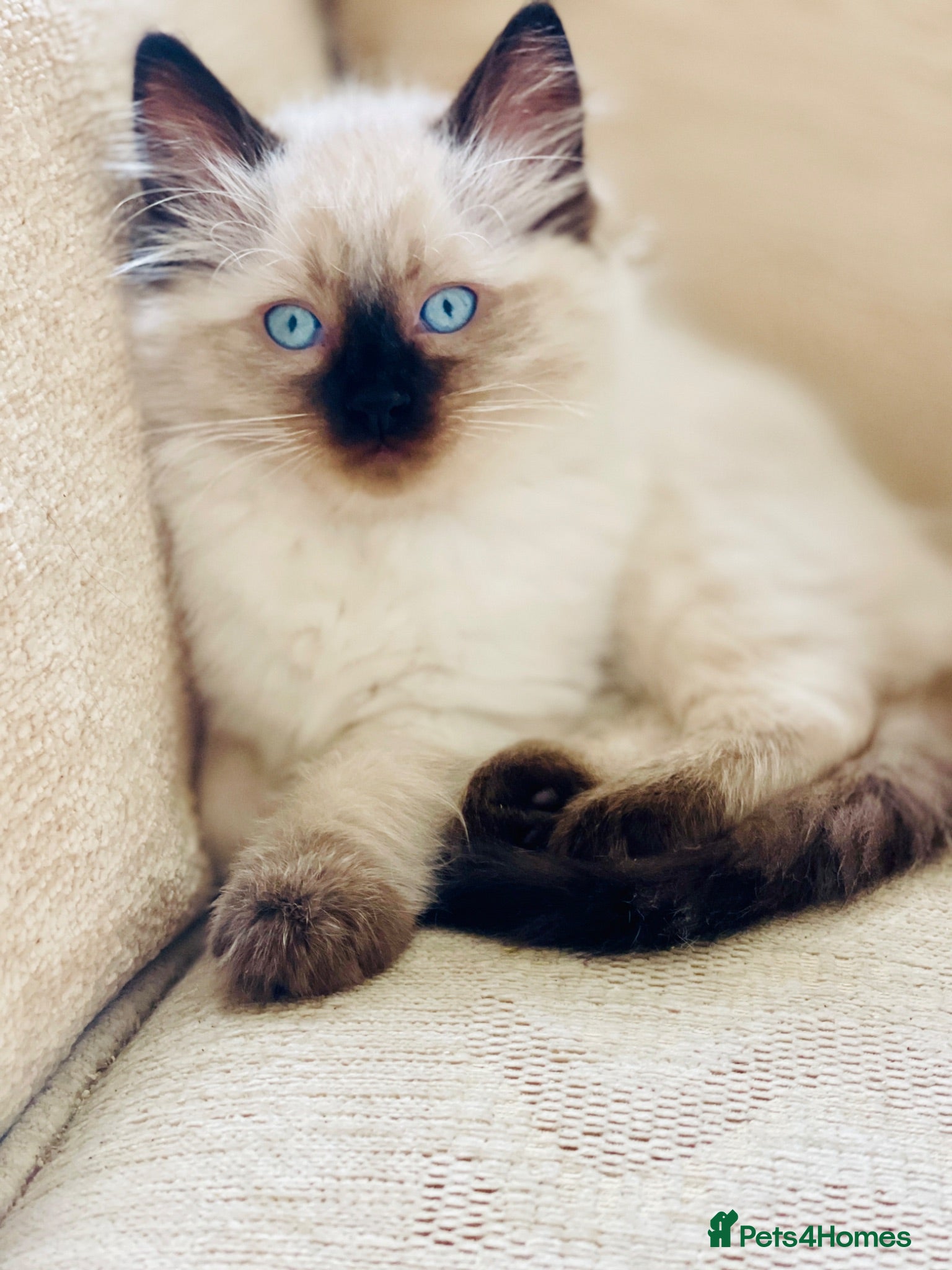 Ragdoll cats Beautiful Blue-Eyed Ragdoll-Type - Advert 16