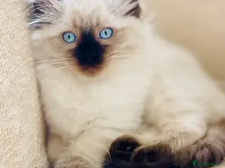 Ragdoll cats Beautiful Blue-Eyed Ragdoll-Type - Advert 16