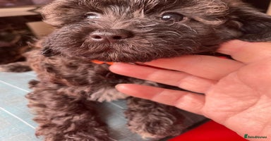 Shihpoo dogs - Advert 11