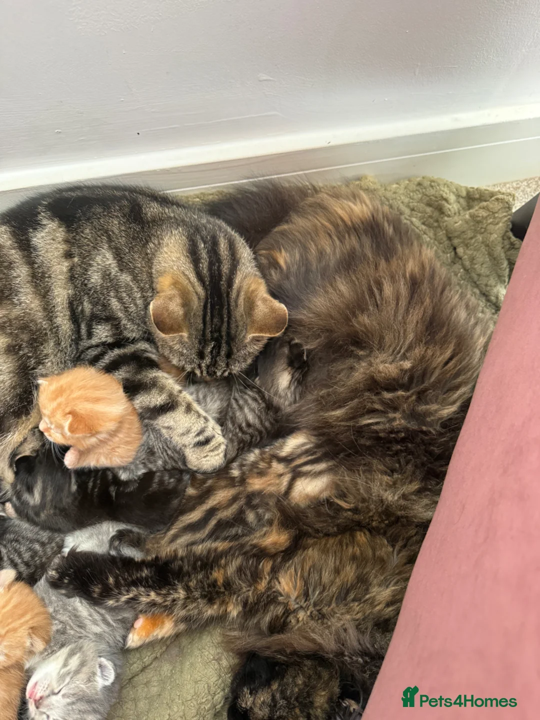 Mixed Breed cats for sale: 8 fluffy kittens looking for forever home in Sale - Advert 17