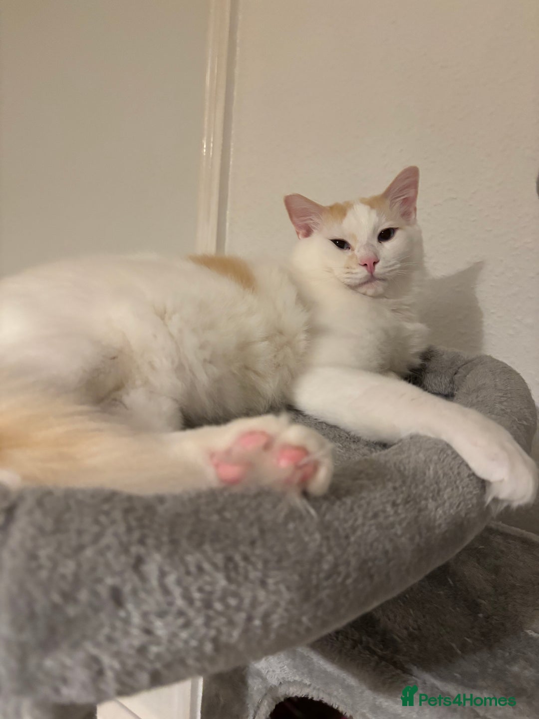 Ragdoll cats for sale: Beautiful ragdoll  - Image 3