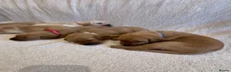 Labrador Retriever dogs for sale: KC Registered Fox Red Labrador Puppies in Aldershot - Advert 9