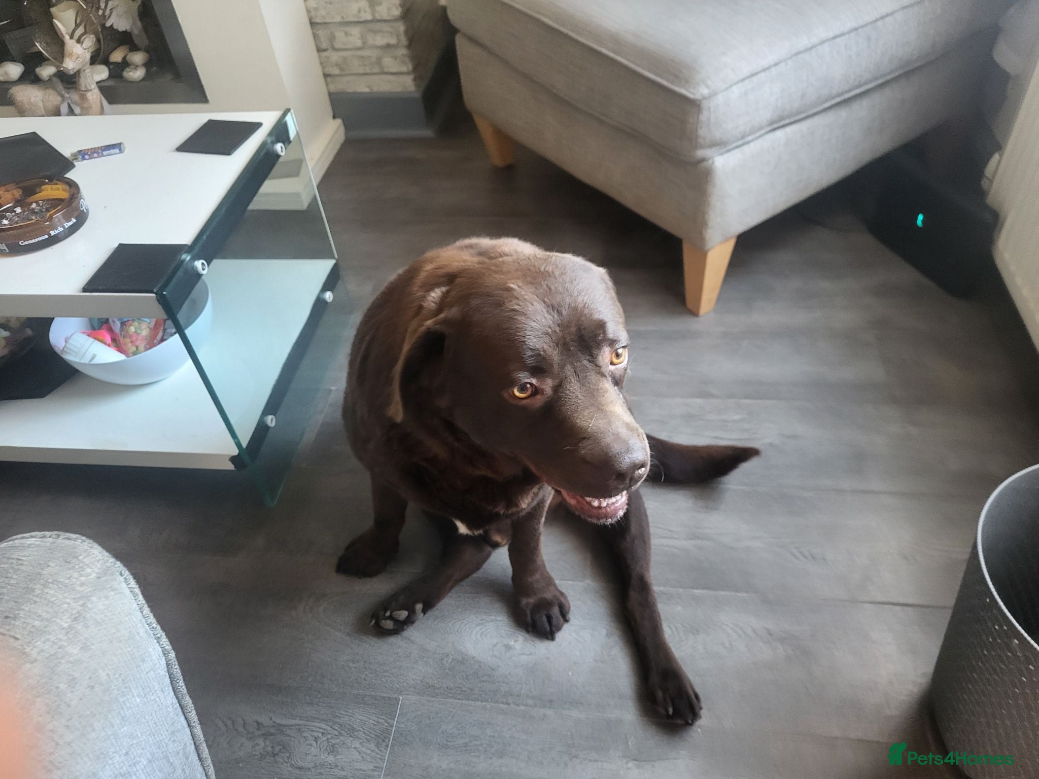 Labrador Retriever dogs Bruno chocolate Labrador  - Advert 2