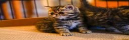 Persian cats for sale: Exotic Persian kittens  - Advert 30