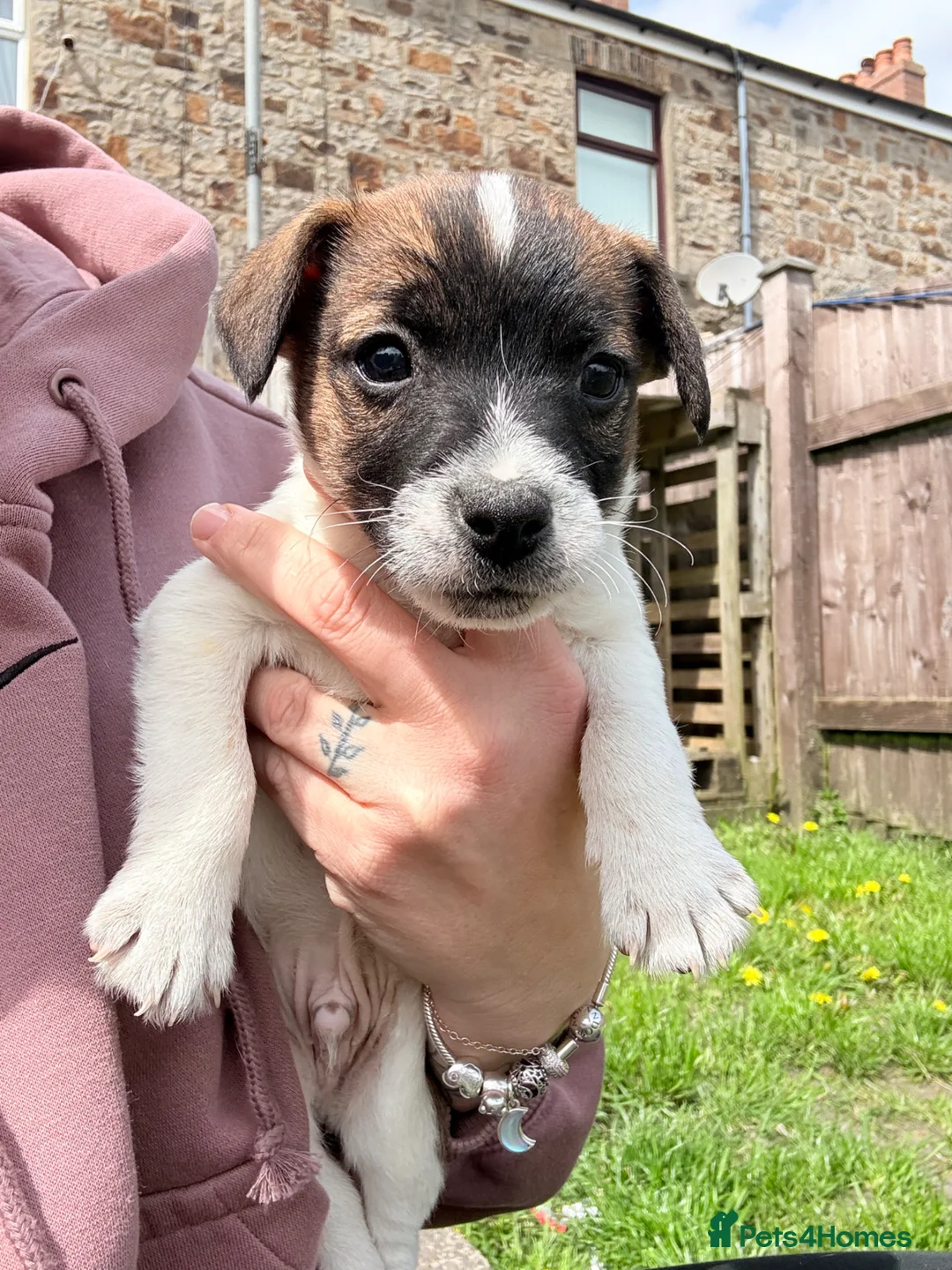 Jack Russell dogs for sale: Jack Russell male puppy  - Advert 11