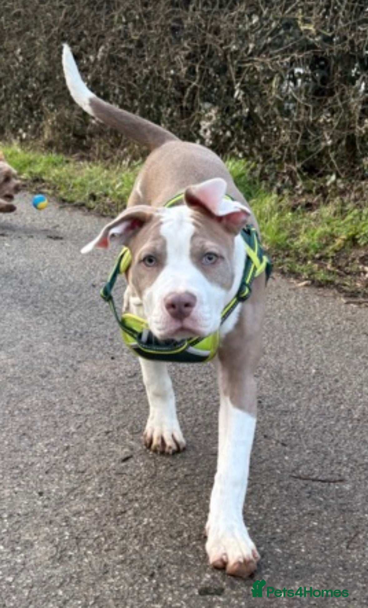 Mixed Breed dogs Nova girl - Advert 2