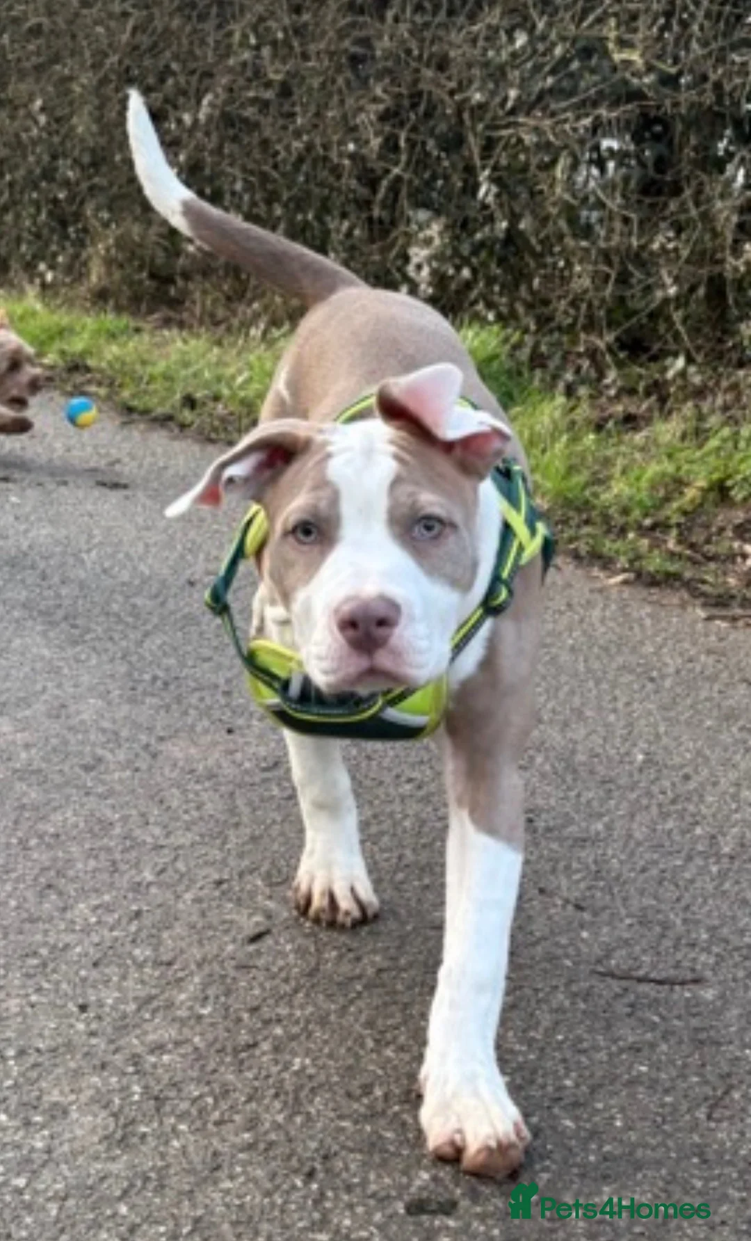 Mixed Breed dogs for sale: Nova girl - Advert 1