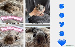 Cockapoo dogs for sale: Merle F1B Cockapoo Puppies - Image 2