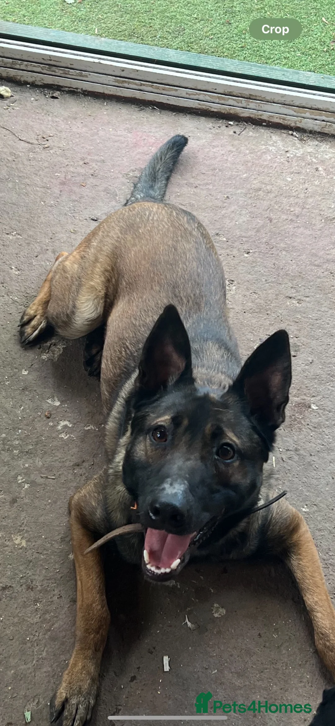 Mixed Breed dogs for sale: Working line German shepherd/dutch herder puppies  - Advert 1