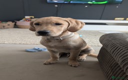 Goldador dogs for sale: Kobe  - Image 1