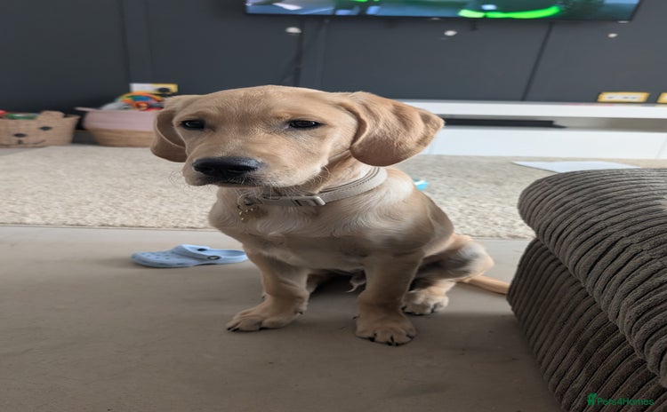 Goldador dogs - Advert 15