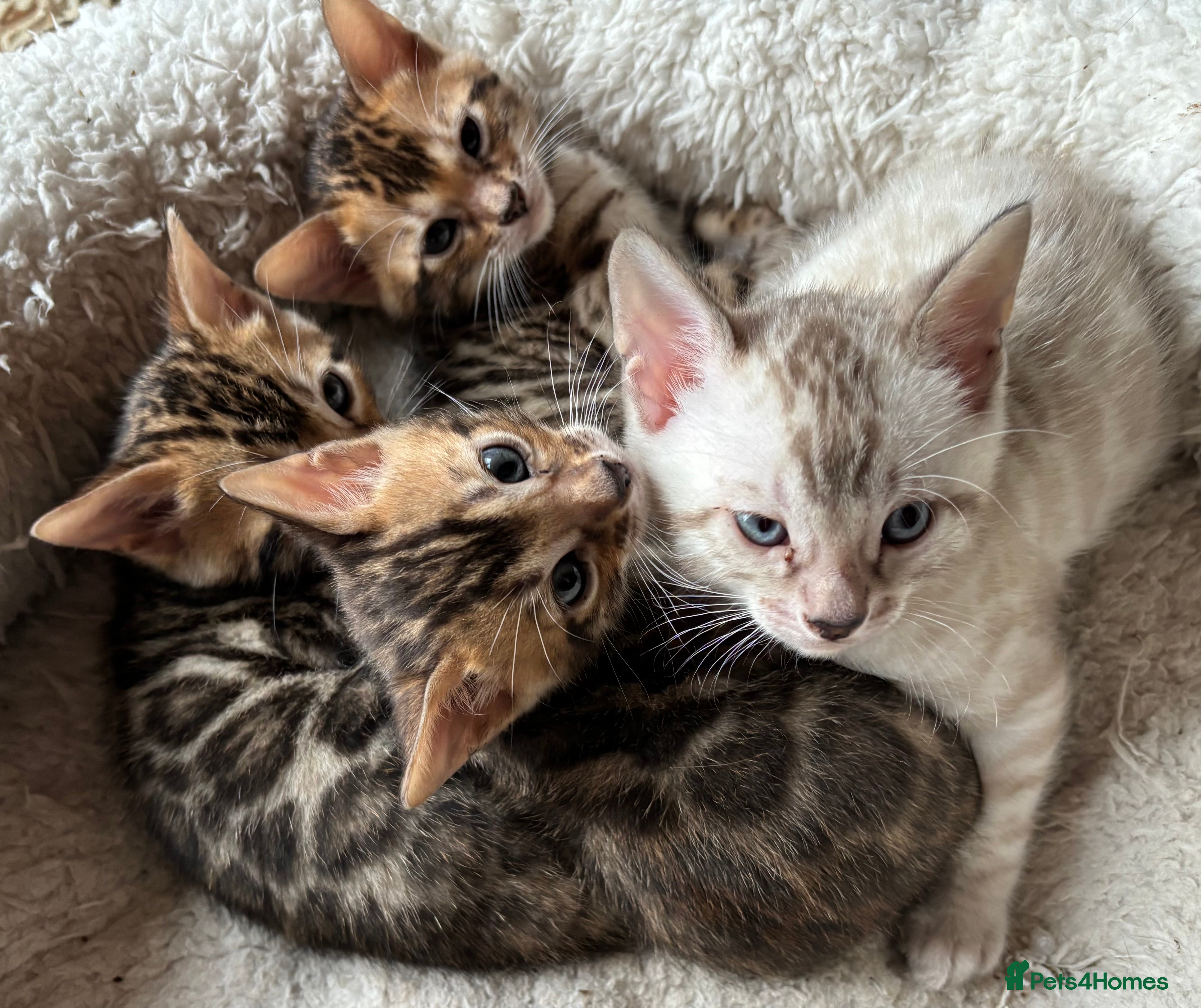 Bengal cats Bengal kittens 1 snow lynx 3 brown - Advert 1