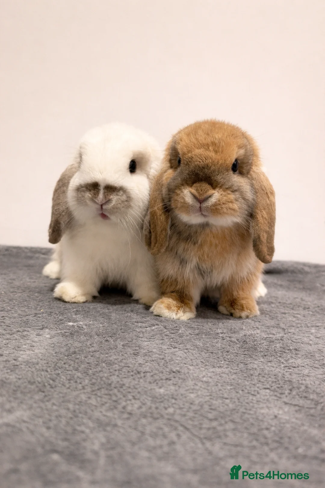 Mini Lop rabbits for sale: 2x Mini lops - Advert 1