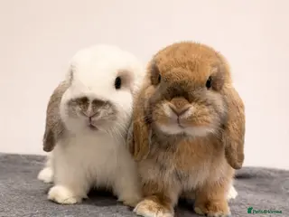 Mini Lop rabbits 2x Mini lops - Advert 1