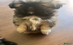 Pekingese dogs for sale: PEEKAPOM (Pekingese/Pomeranian) LAST GIRL LEFT - Image 12