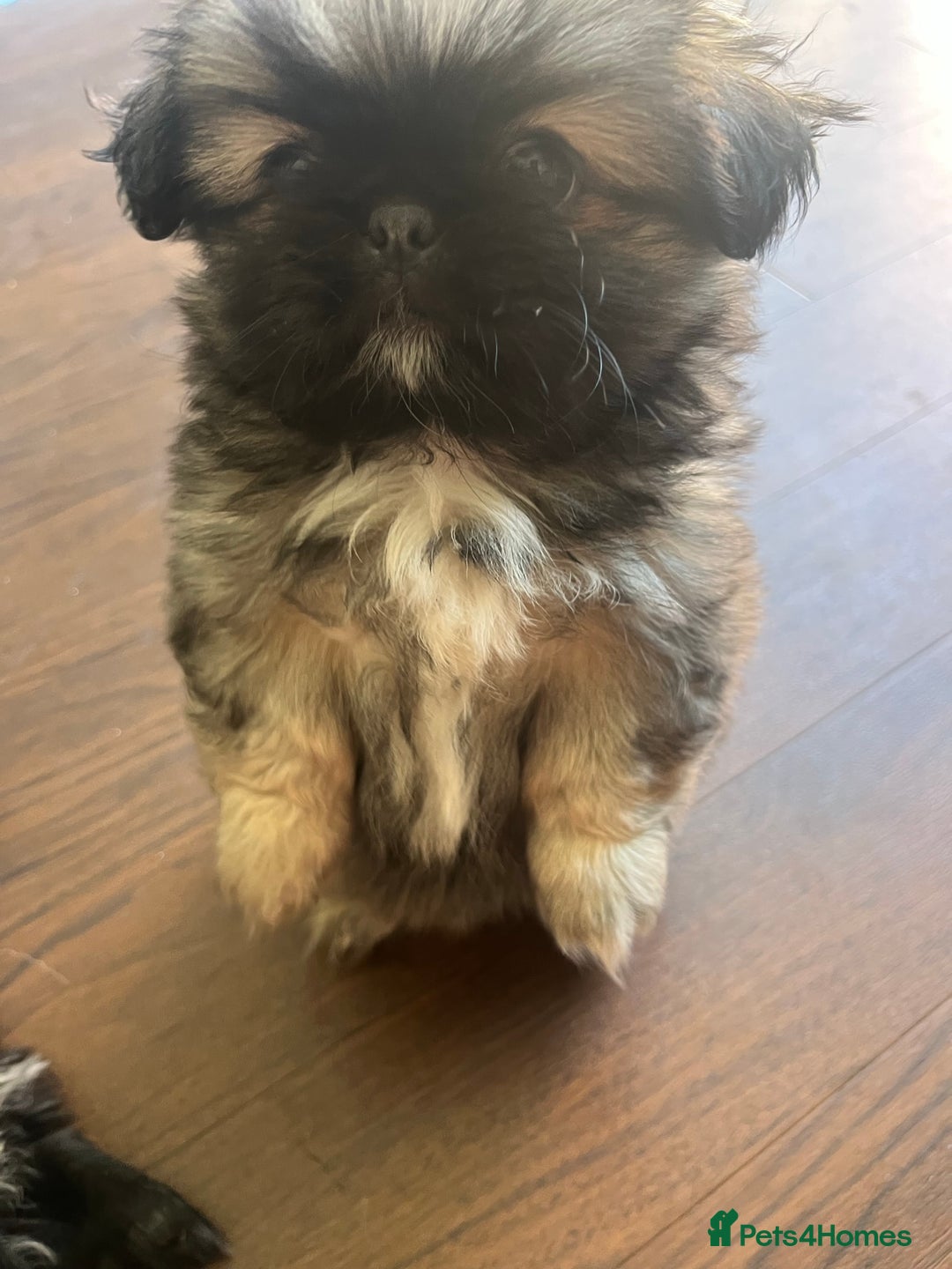 Pekingese dogs for sale: PEEKAPOM (Pekingese/Pomeranian) LAST GIRL LEFT - Image 12