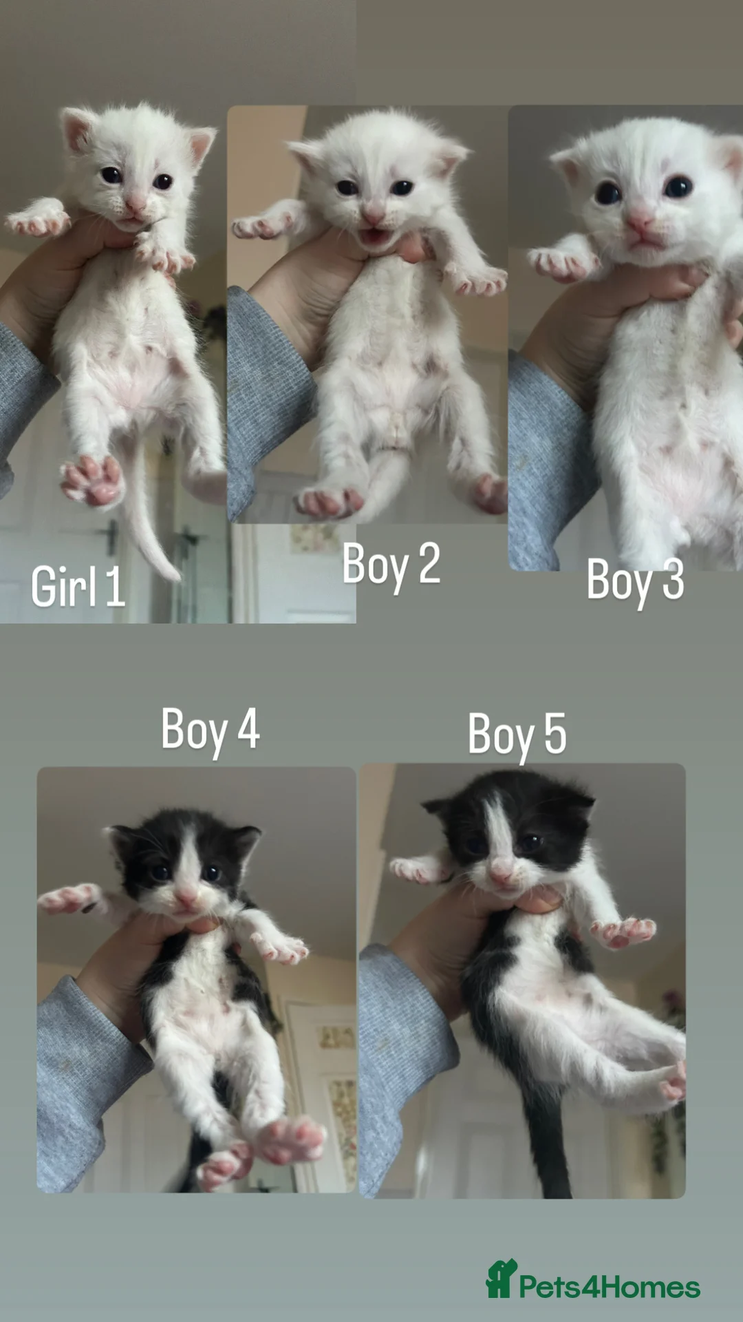 Mixed Breed cats for sale: Beautiful litter of 5 kittens calm and loving - Advert 7